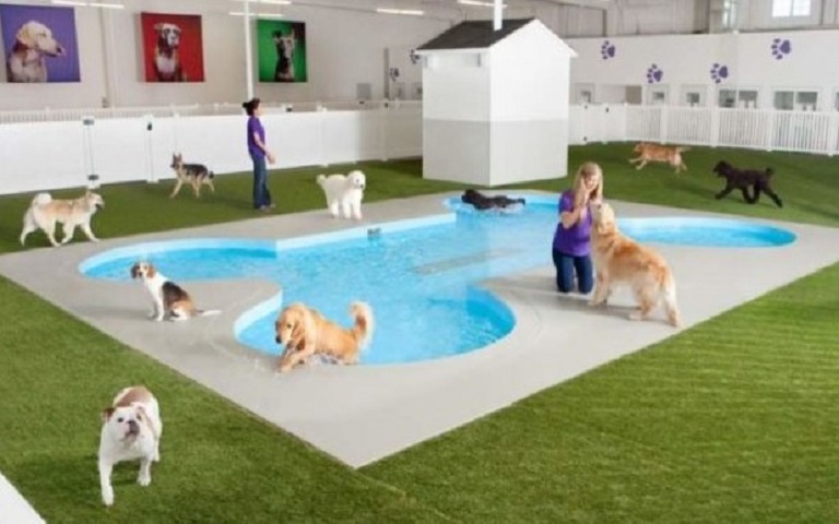 dogs in pool shaped like a bone